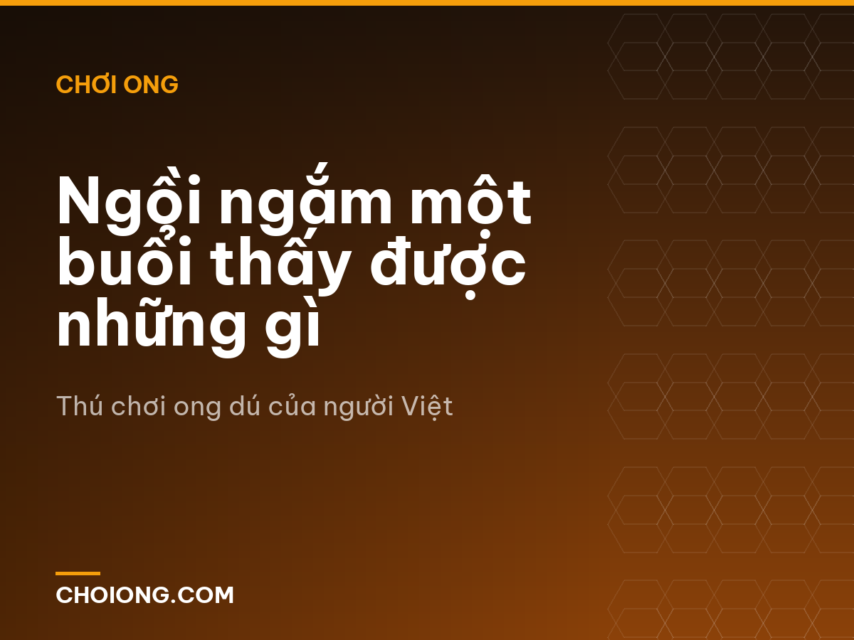 Ngồi ngắm một buổi thấy được những gì